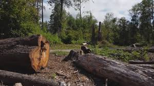How Our Tree Care Process Works  in  East Marion, NY